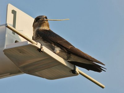 purplemartin7094a.jpg