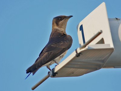 purplemartin7054a.jpg