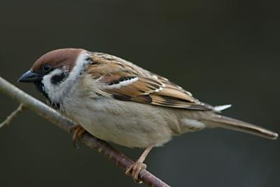 Moineau friquet