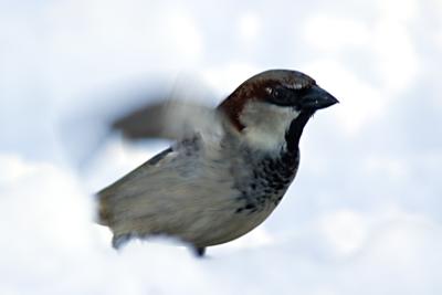 Monsieur Moineau domestique