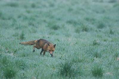 Renard roux