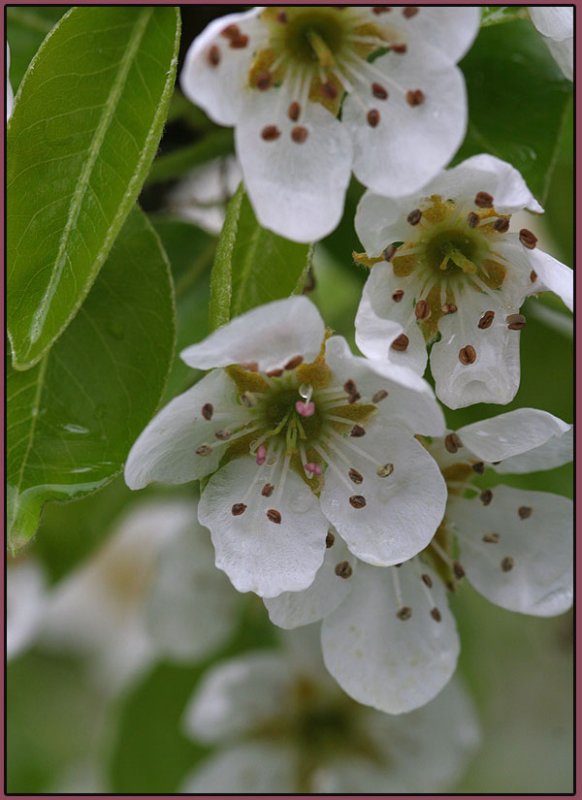 Spring Blossoms