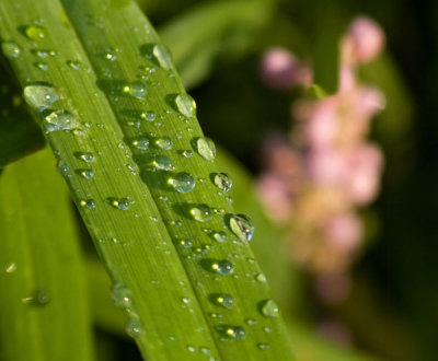 Garden Pearls