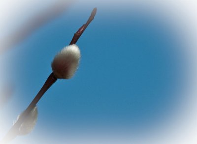 For Feb 23rd: In a springlike mood