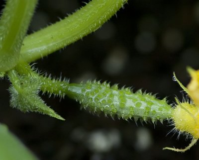 Cucumber - May 18