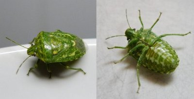 Juniper Stink Bug - Banasa Eucholora