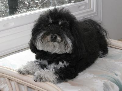 Got a black dog?  Use fill flash!