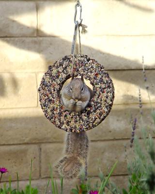 Wreath For The Winter Birds