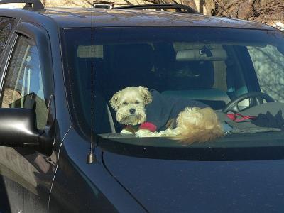 Dash Hound