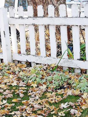 fence and fall colours PSCS2 drybrush, etc.