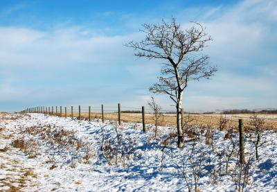 Lonesome Tree