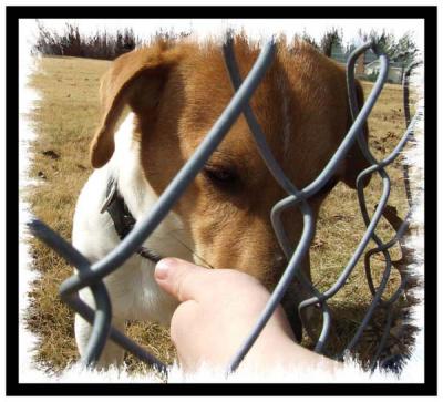 Thru The Fence