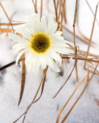 Late Bloomer