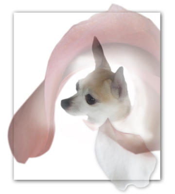 Portrait of a Flower