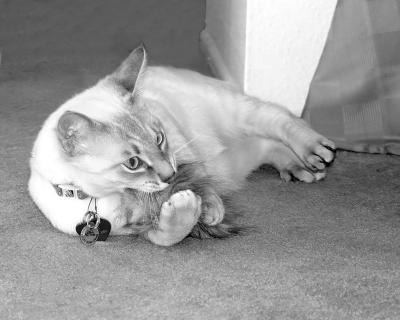 Pogo's Favorite Toy
