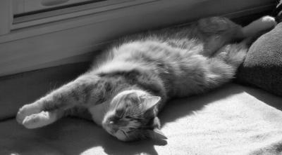 0996Stretched Cat