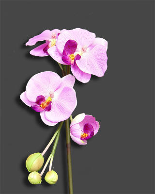 My New Orchid