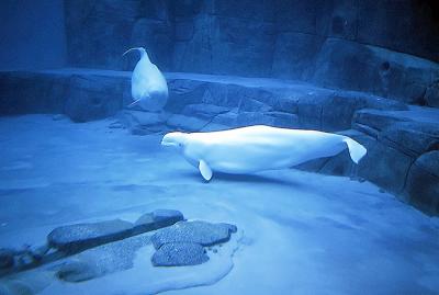 beluga behind glass