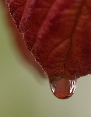 A drop of autumn