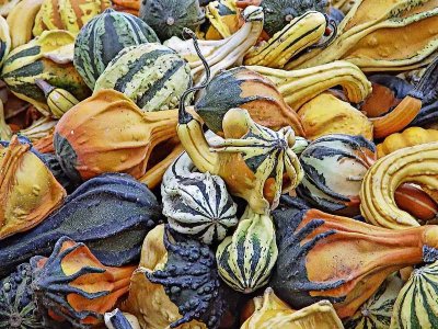 Fall Colored Gourds