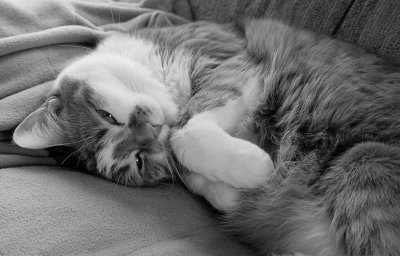 DSC02162 Lazy b/w in Raw Converter