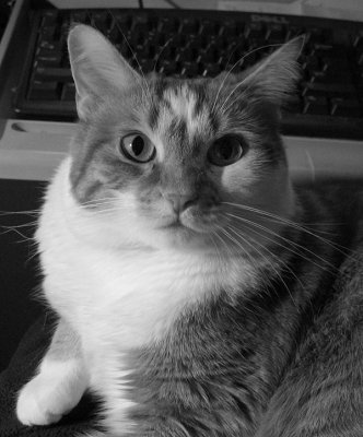 IMG_5667 LapCat