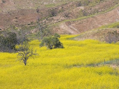 Yellow Field