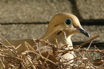 Spring Nesting