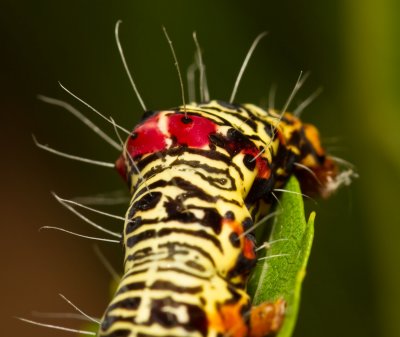 IMG_8933.jpg