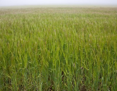 South Ronaldsay field (7/28/08)