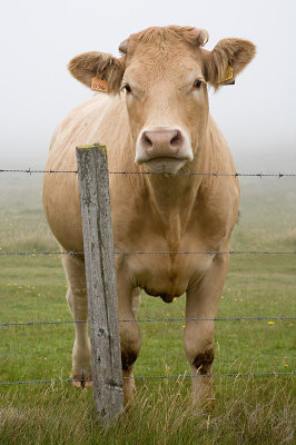 Big cow!