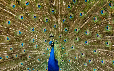 Peacock, Cabins du Breuil (7/2/08)