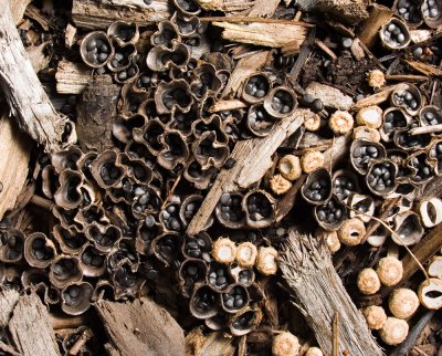 Bird's Nest fungus (perhaps Cyathus olla) (8/13/08)