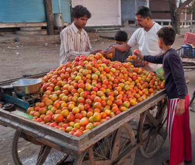 Fresh tomatoes, Jaipur (3/1/09)