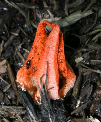 Stinky squid (Pseudocolus schellenbergiae) (6/12/09)