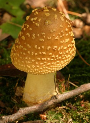 Yellow patches (Amanita flavoconia)