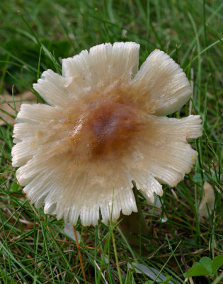 Inocybe inconnu