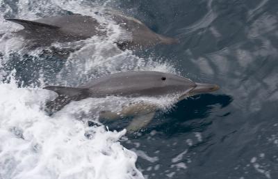 Dolphins, near Whaketane