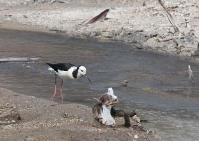 Pied Stilt
