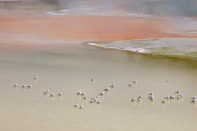 Champagne Pool, Waiotapu
