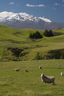 Sheep!