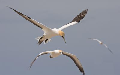 Gannets, Cape Kidnappers