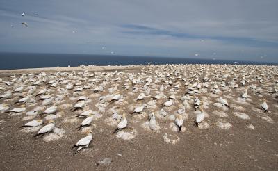 Lotsa Gannets, Cape Kidnappers