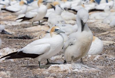 Parent and Baby Gannet, Cape Kidnappers