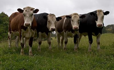 Cow Country