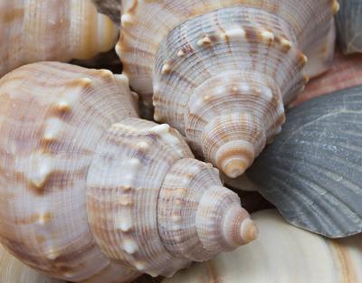 Shells from Waihi beach