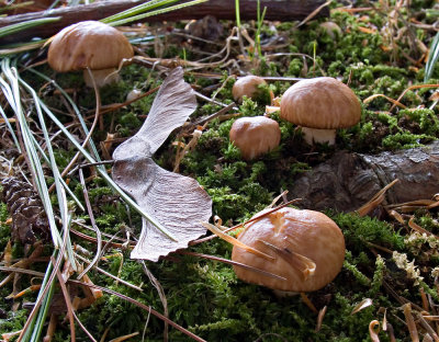 Nest of baby dotted-stalk Suillus (Suillus granulatus) (9/9/06)