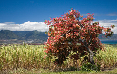Maui
