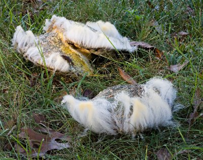 Boletes past their best (9/17/06)