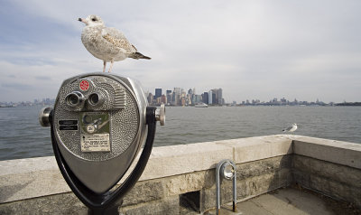 Seagull's view of Manhattan from Ellis Island (11/4/07)
